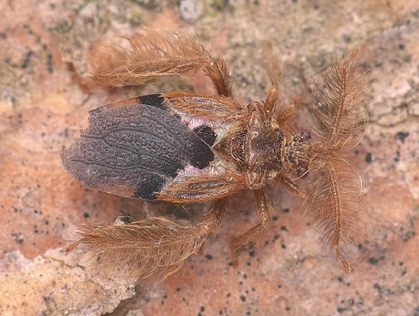 WATANABE, K., R. SAIKI, S. NAGASHIMA and T. KOMATSU: Rediscovery of Ptilocerus immitis Uhler, 1896 (Hemiptera: Reduviidae) from Japan
JJSE 31(2): 260-261.
#Hemiptera
doi.org/10.69343/jjsys…