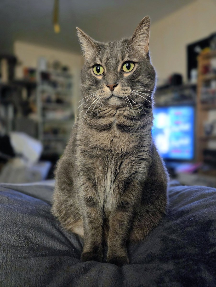 MrChaminy's tweet photo. Aujourd'hui c'est l'anniversaire de nos 7 ans de vie commune avec Lucky, joyeux anniversaire mon petit Lulu j'espère en vivre encore beaucoup d'autre avec toi ! https://t.co/WxcWGTxSEv