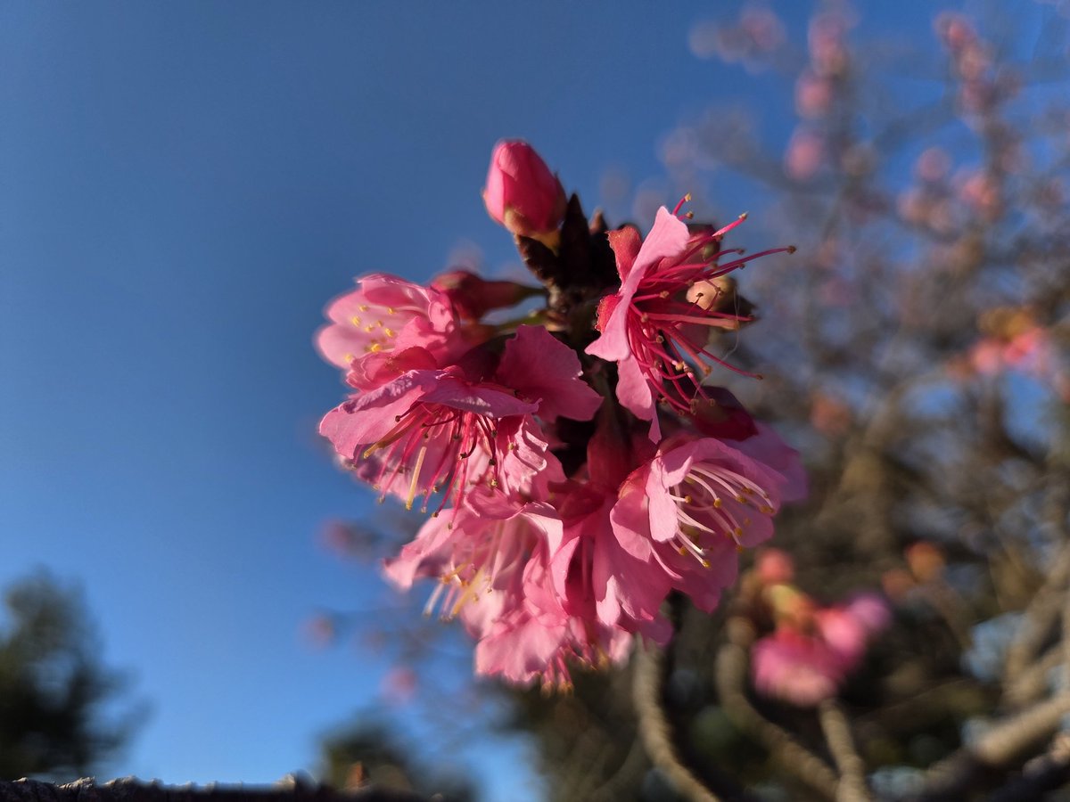Taisukekun5566's tweet photo. 土肥桜と河津桜咲いてたよ！ https://t.co/Y958yp4HBv