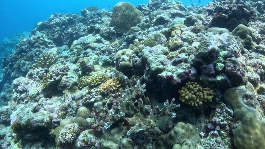 🌊🐠 Informe oficial evalúa el estado de los arrecifes de coral de Huangyan Dao
China publicó un informe de investigación sobre el ecosistema de arrecifes de coral de Huangyan Dao, ubicado en la ciudad de Sansha, provincia de Hainan.
🔬🌱 El documento indica que la cobertura