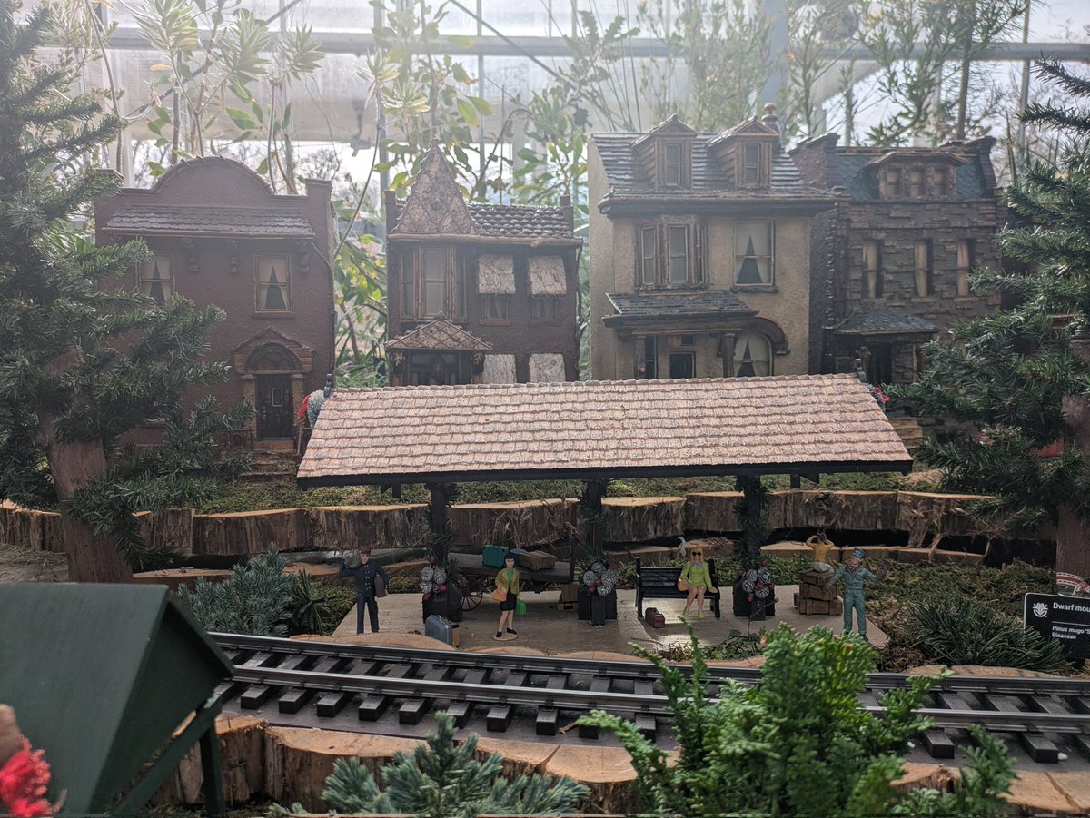 The MO botanical garden has some cute christmasy miniatures in their temperate greenhouse right now