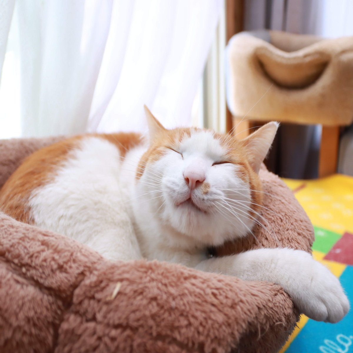 猫　毛づくろい