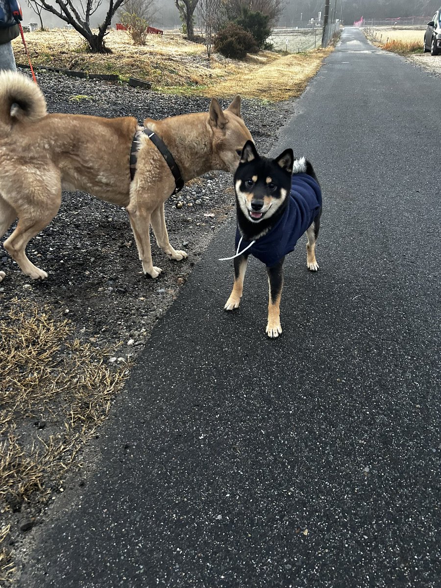 ちょろりん (@akochoro) / Posts / X