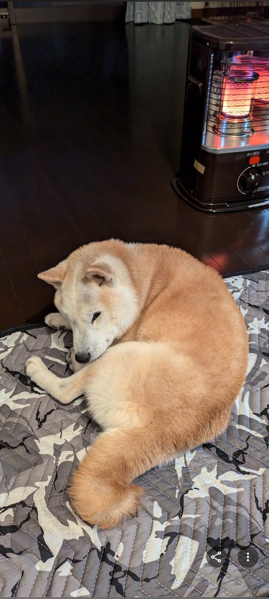 Shibainu Ken (@KenShibainu) / Posts / X