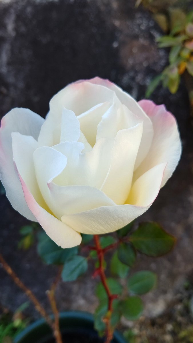 ピーちゃん ピーちゃん ピーちゃん ピーちゃん ピーちゃん ぴーちゃん 2024