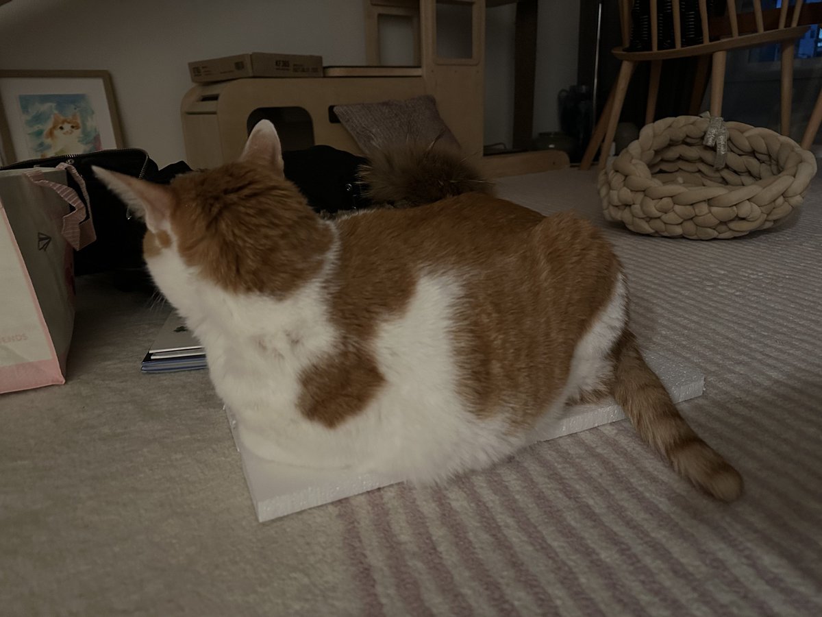 족족이 tweet media