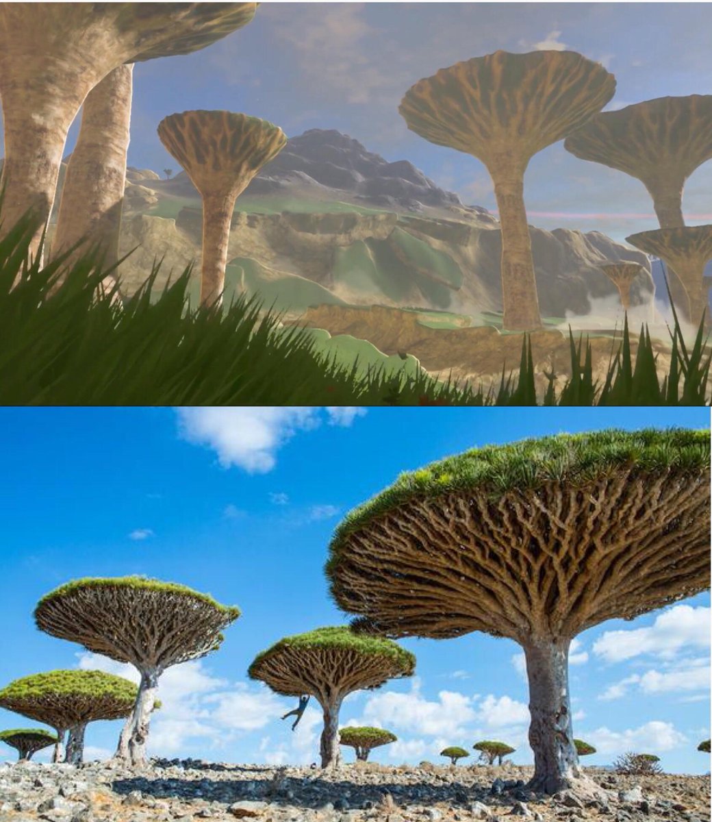 אגב עצי הפטריה מזלדה מבוססים על עץ דם הדרקון שגדל רק בסוקוטרה