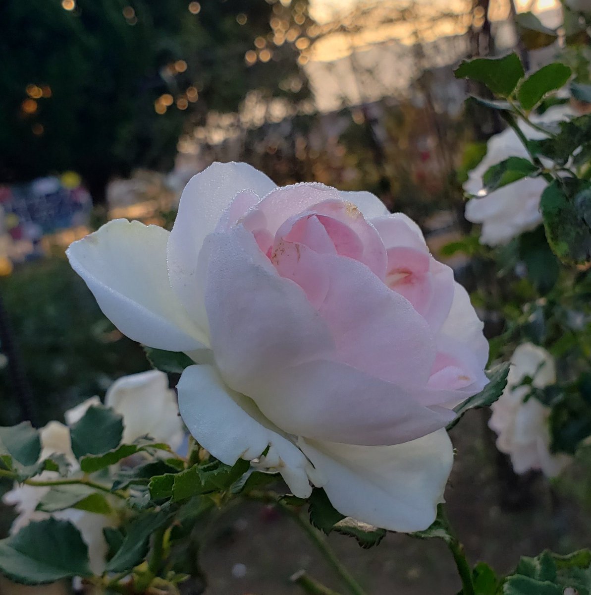 おはようございます