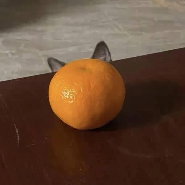poorlycatdraw's tweet image. an orange cat