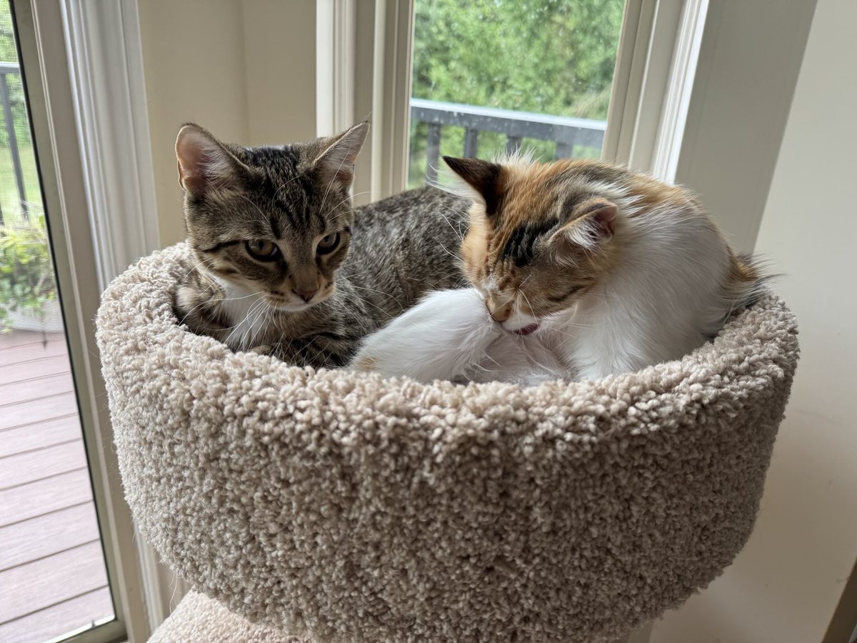 meandmorningjoe's tweet image. This is the two newest members of our family, Cali-Ann Conway (R) and Charlie Kirk. (L) #TheFive #FoxNews ⁦@KellyannePolls⁩