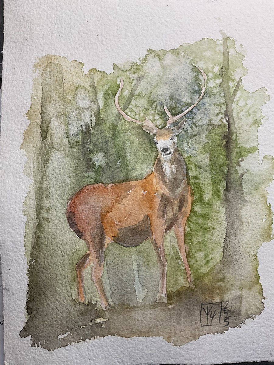 SO cold!  I always think of these guys when it’s so cold.  They have barked one of the cider apple trees, but I can’t blame them, food is scarce