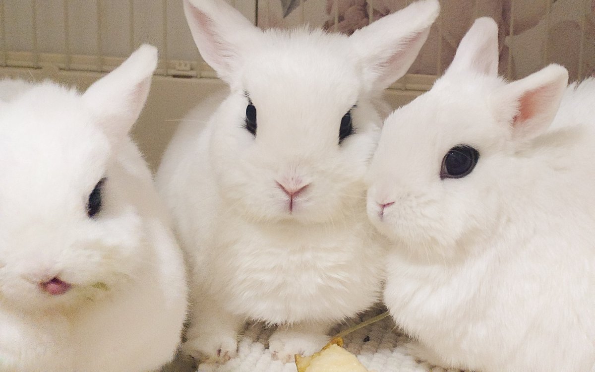 AZANINA (@RS_AZANINA) / Posts / X