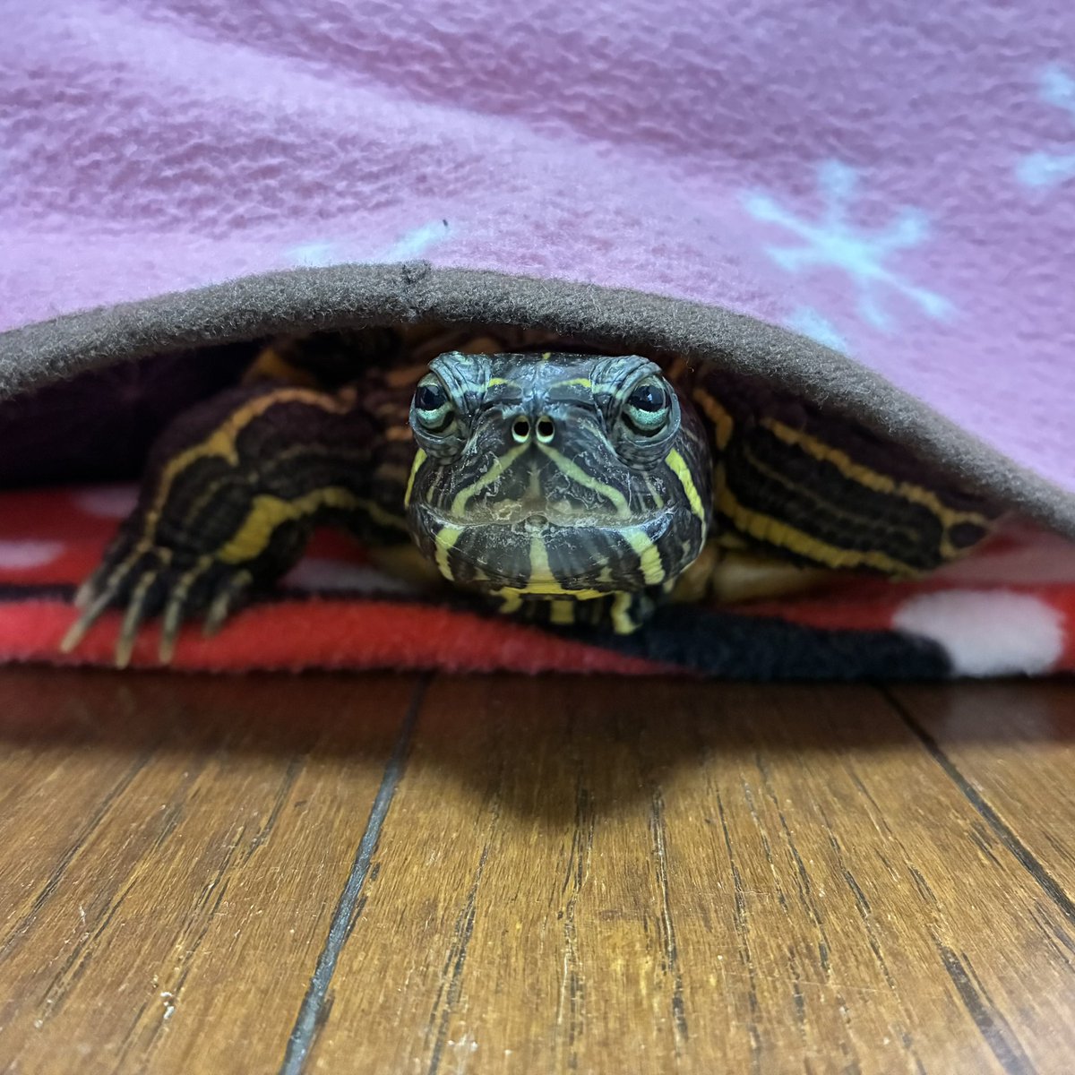 【みどりがめ】 かめきちさん、おはようございます☀️ 起きたら水槽に戻るよ〜 #かめ