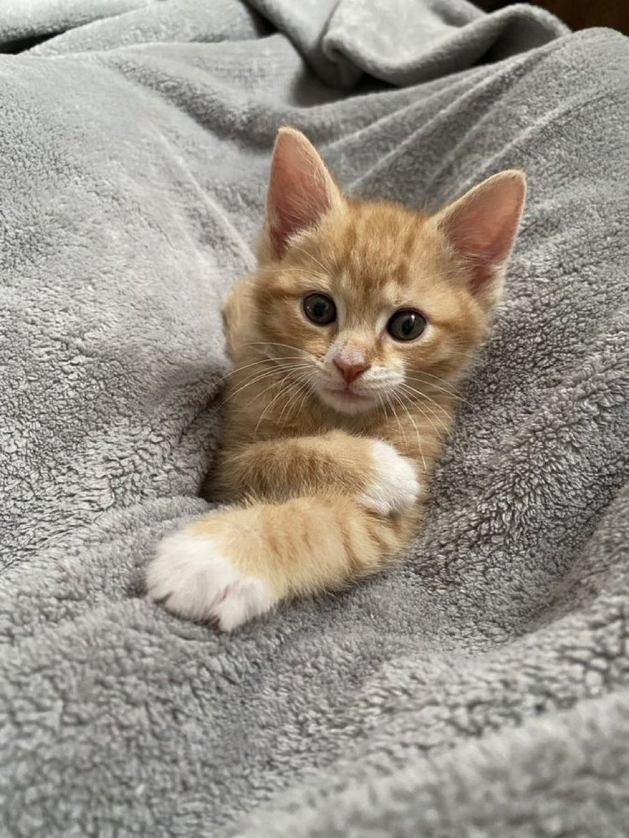 Op4p8JEn2UNLEBO @MPCEOJSpOHbpC2b おはにゃ🤍🐱