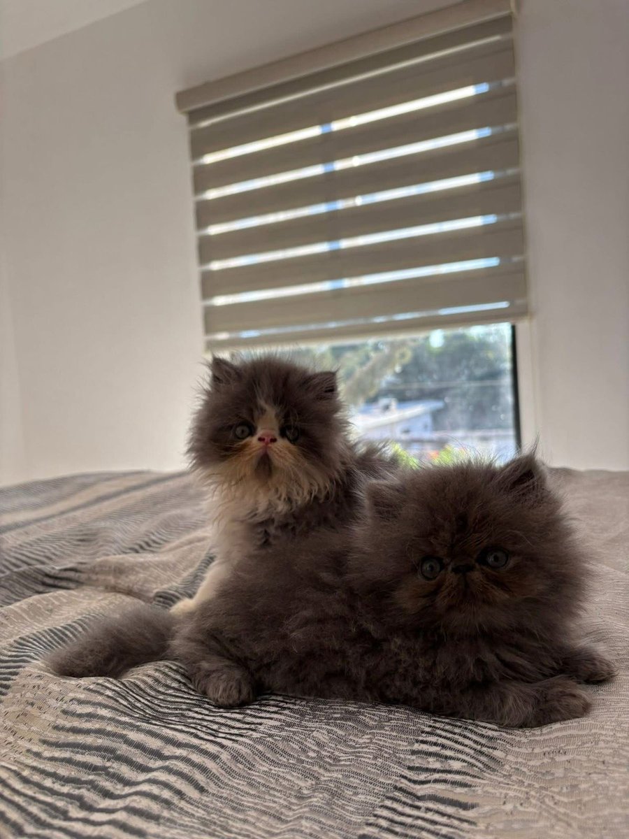 Creo que estan viendo 👀 unos lindos gatitos 😼🫶🏼