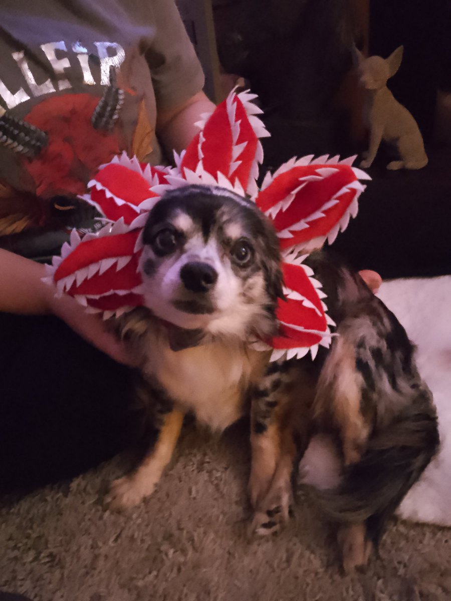 Nacho #demodog Reid says yes please papa 👀😅🐾 <a href="/MatthewModine/">Matthew Modine</a>