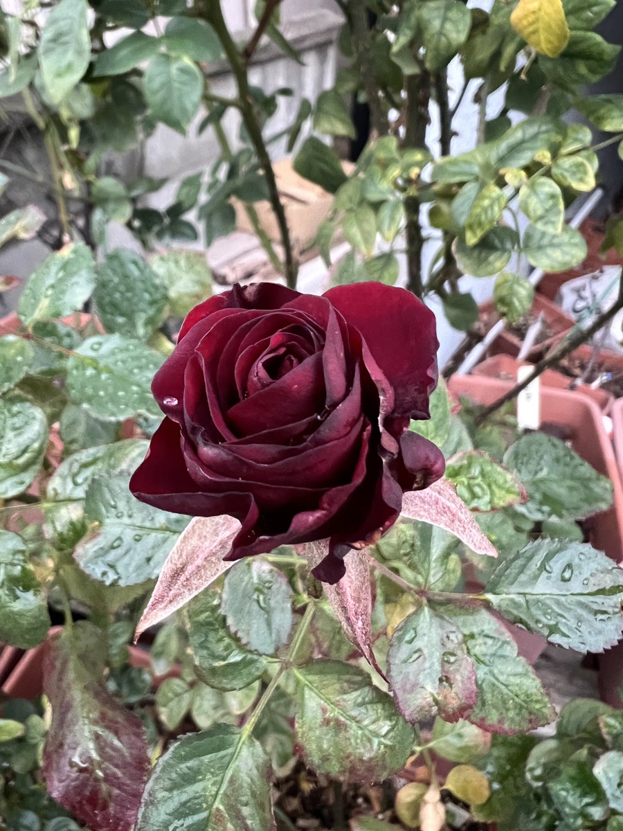 薔薇　バラ flower-net_10001814