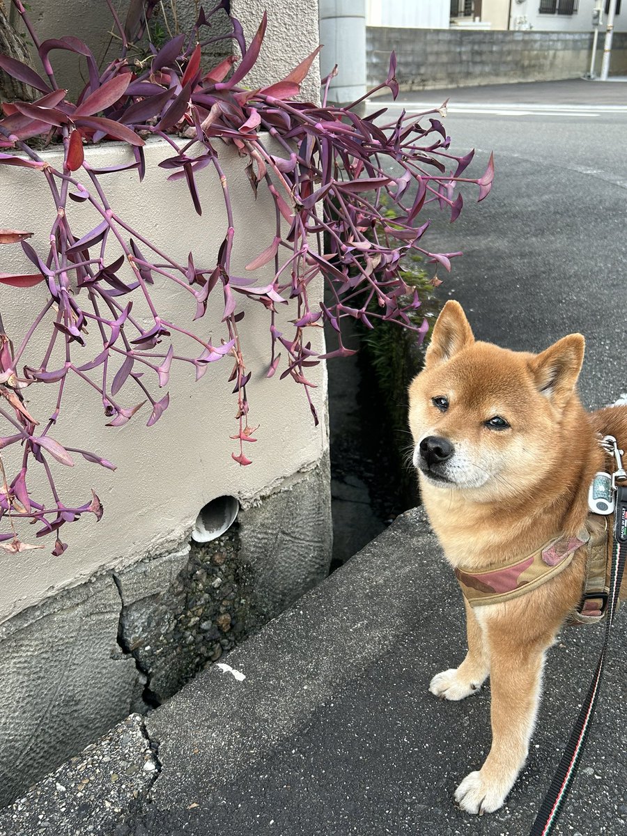 HIROMI⭐︎ Spectrum [通常盤] [SHM-CD][CD] - 上原ひろみ - UNIVERSAL MUSIC JAPAN