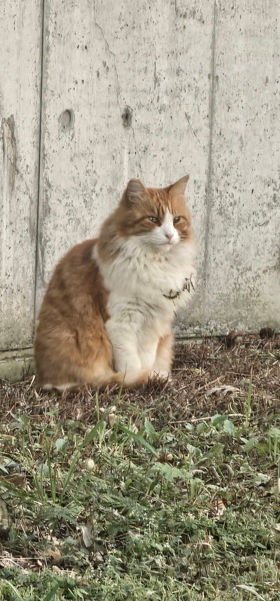 寒くて動けにゃい朝にゃんこ