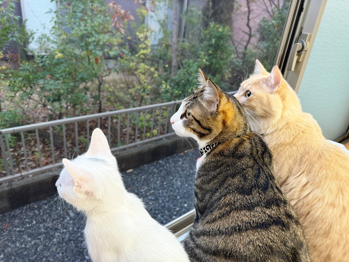 おはようございましゅ麻呂チョコMINT🐱🐱🐱🐱