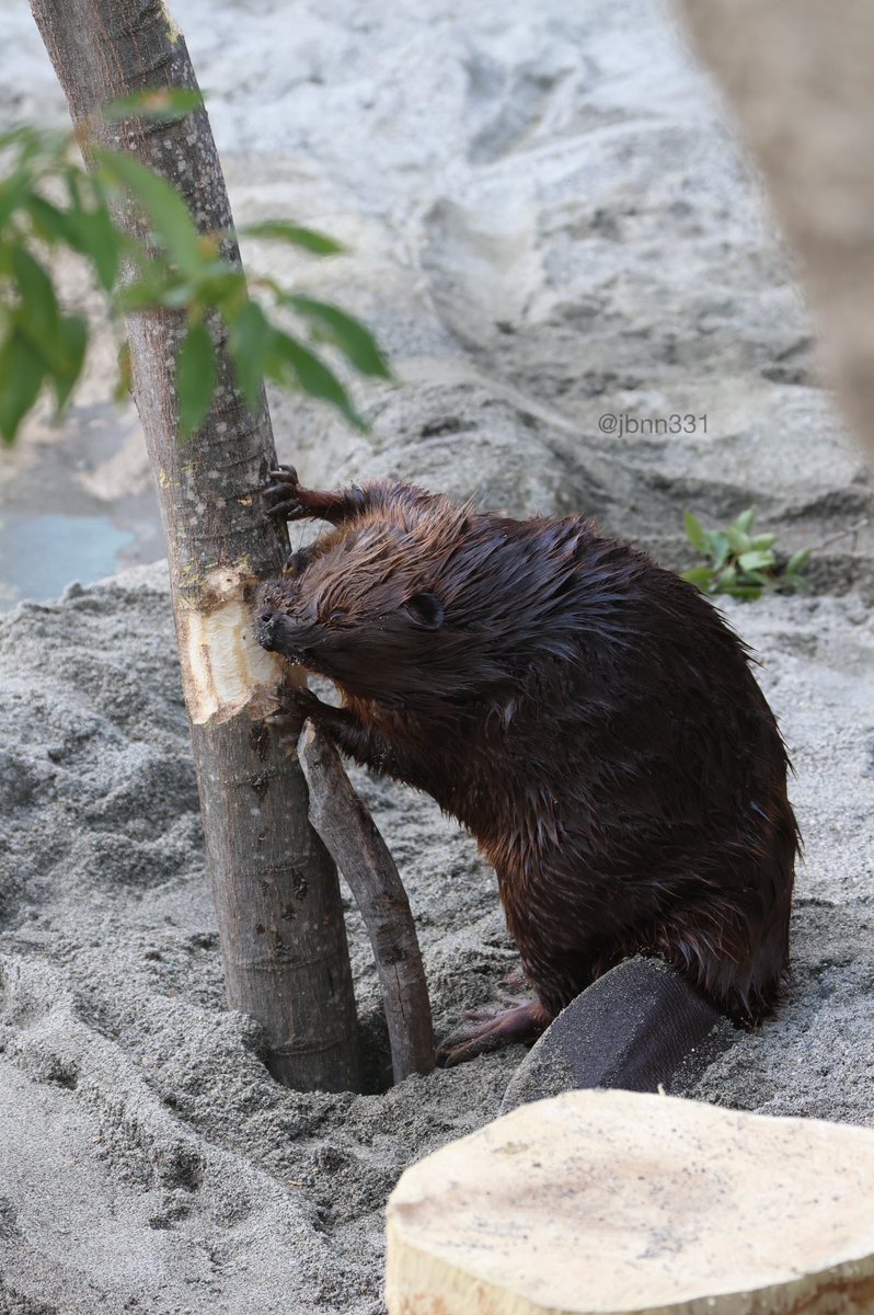 ポメころびページです☆ Post by CastorWheels🔜MFF on X: ʇsᴉʍʇ