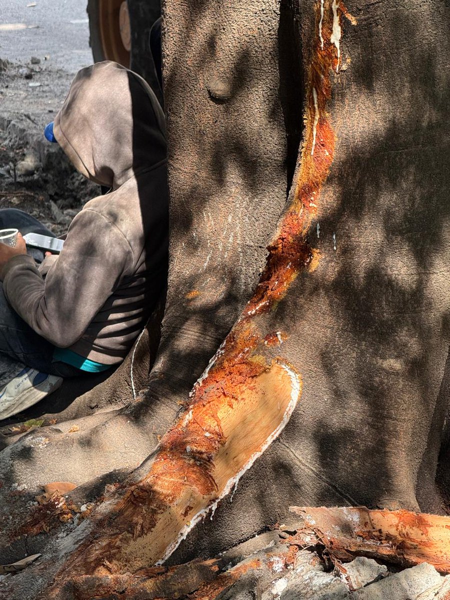 Vitarbol tweet media