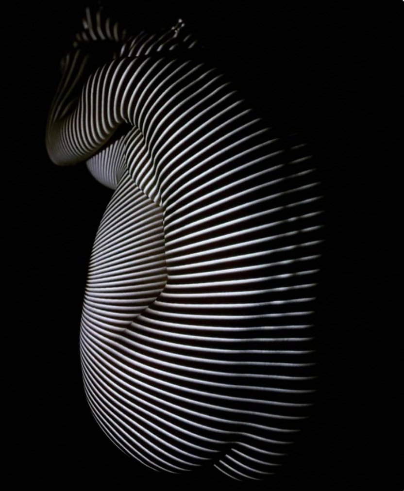 GerdaTaroni's tweet photo. ~~&amp;... Sweet dreams nocturnal souls

© Dani Olivier https://t.co/TGb6v12rp0