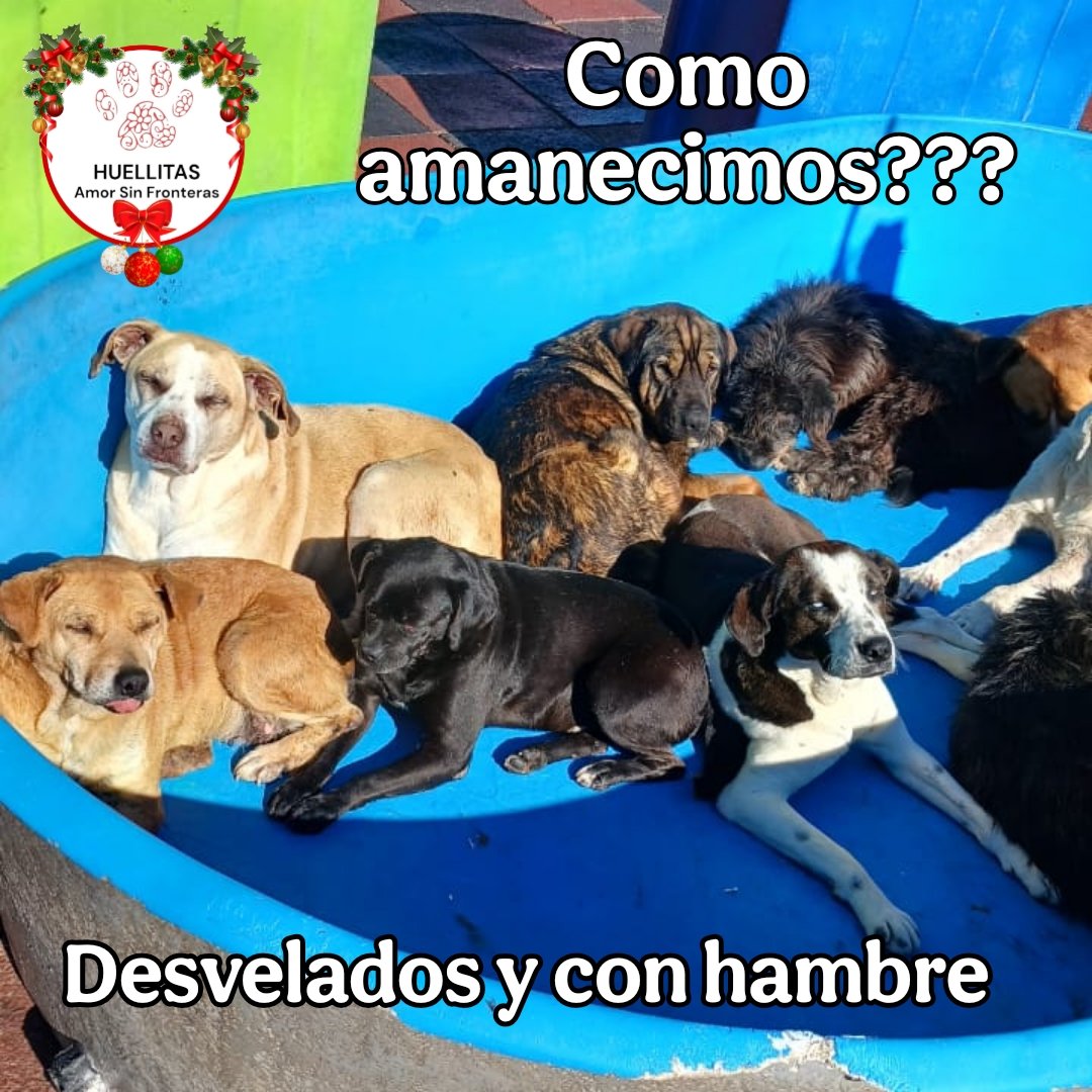 🐾💔 Noche difícil en el refugio… 

Ayer por la noche vivimos uno de esos momentos que dan terror …
A alguien se le ocurrió venir a disparar arriba de donde vivimos... y pasaron aventarnos piedras en uno de los portones.

Sí… aunque no lo crean, nosotros tenemos que vivir en