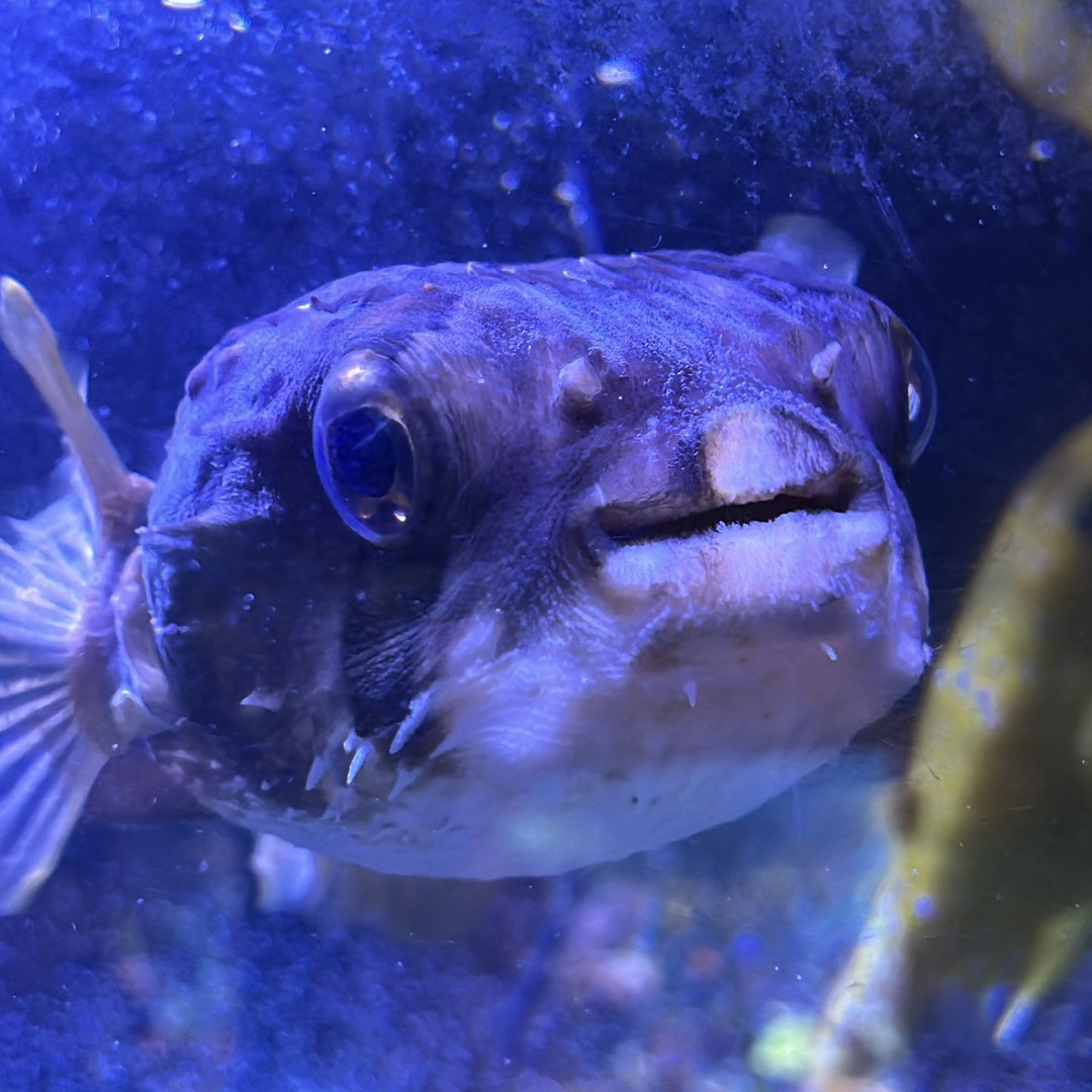 Porcupine pufferfish can inflate themselves with water (or air) to look like a spiky ball, making it hard for predators to swallow them. Their sharp spines stick out when they puff up, hence the name porcupine pufferfish! 🐡
