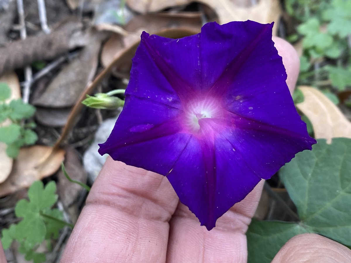 Edfleet75's tweet image. On a cold blustery winter day , the ipomea nil blossom stands resilient 

C’mere , I’ll keep ya warm