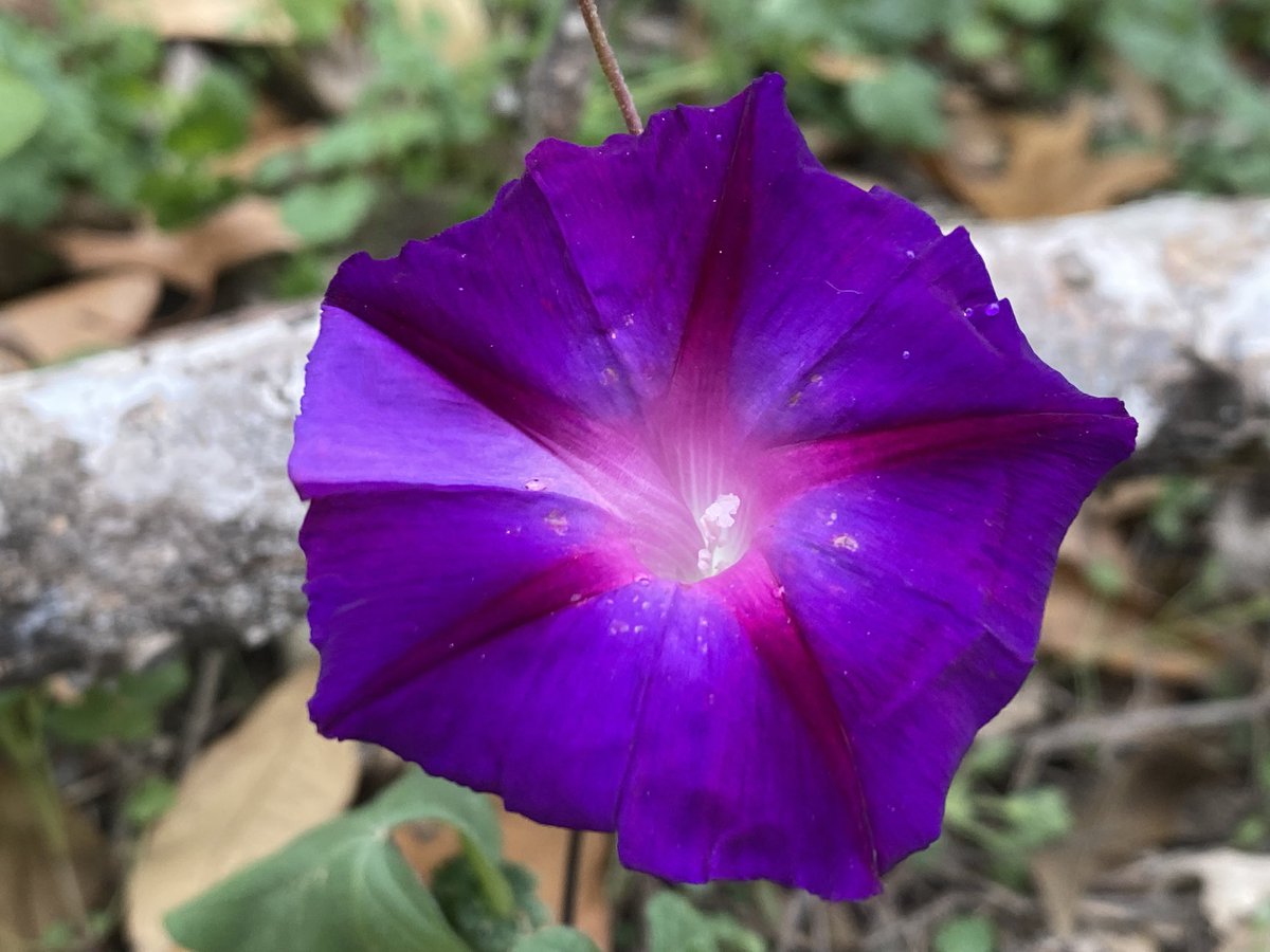 Edfleet75's tweet image. On a cold blustery winter day , the ipomea nil blossom stands resilient 

C’mere , I’ll keep ya warm