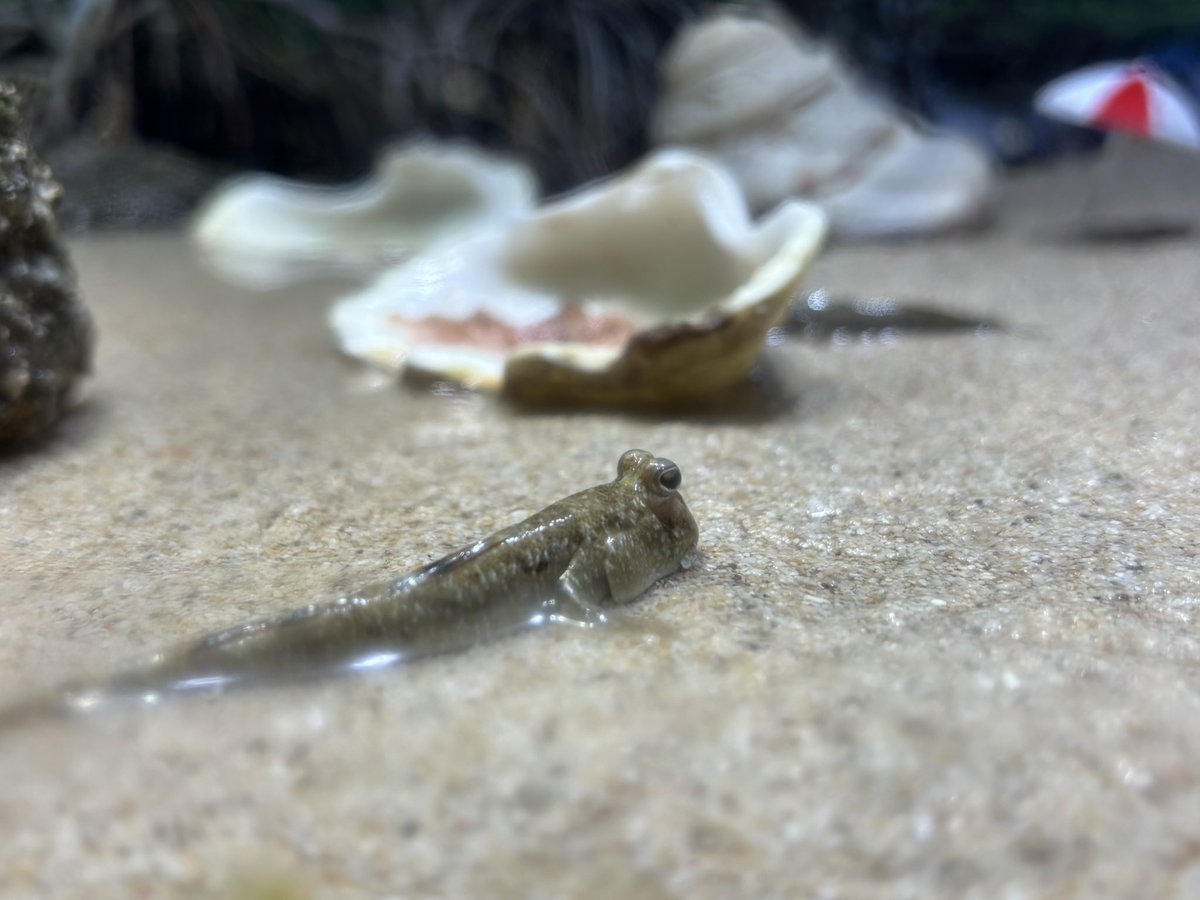 ばれちゃん tweet media