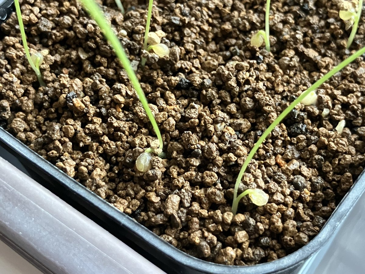 ロメオ種子 発芽 参考画像 ロメオ種子 発芽 参考画像 【公式通販】