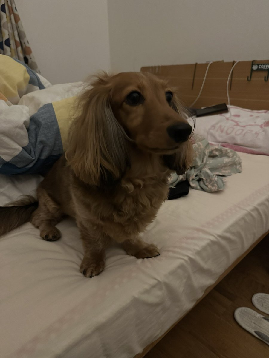 今日はサンちゃんにビックサプライズが起こる日‼️
サンちゃん、朝からワクワクです🤩💕
#ミニチュアダックス #愛犬サンちゃん #犬好きさんと繋がりたい #年末年始 #サプライズ #ワクワク #大好きな人たちに会える