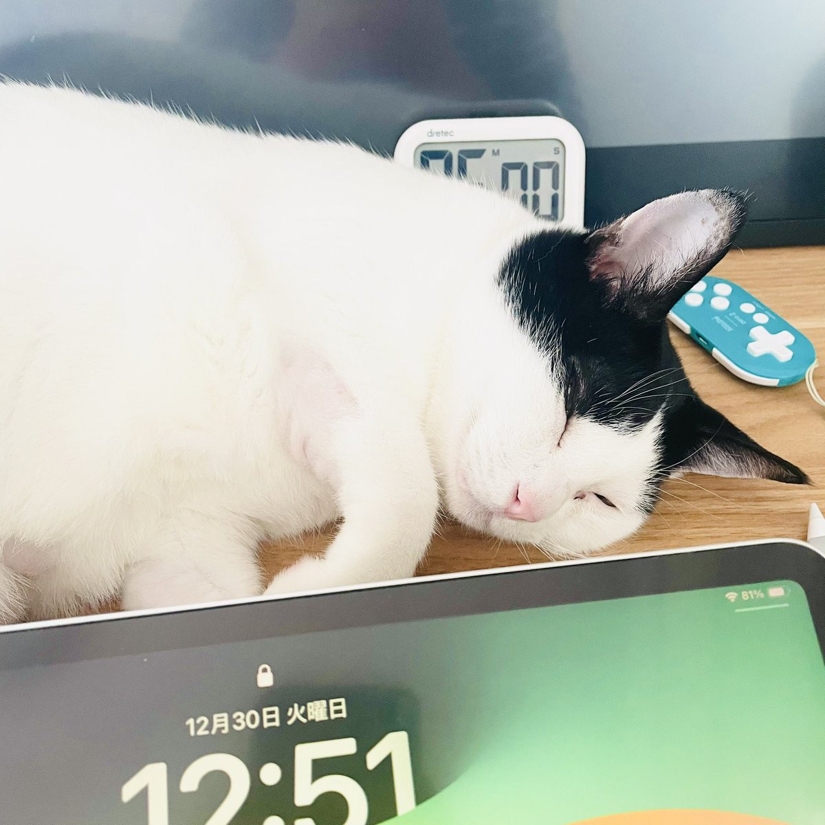 八寿子🐼『かわいいのは俺である』2巻発売中🌷 (@yasukopanda) / Posts / X