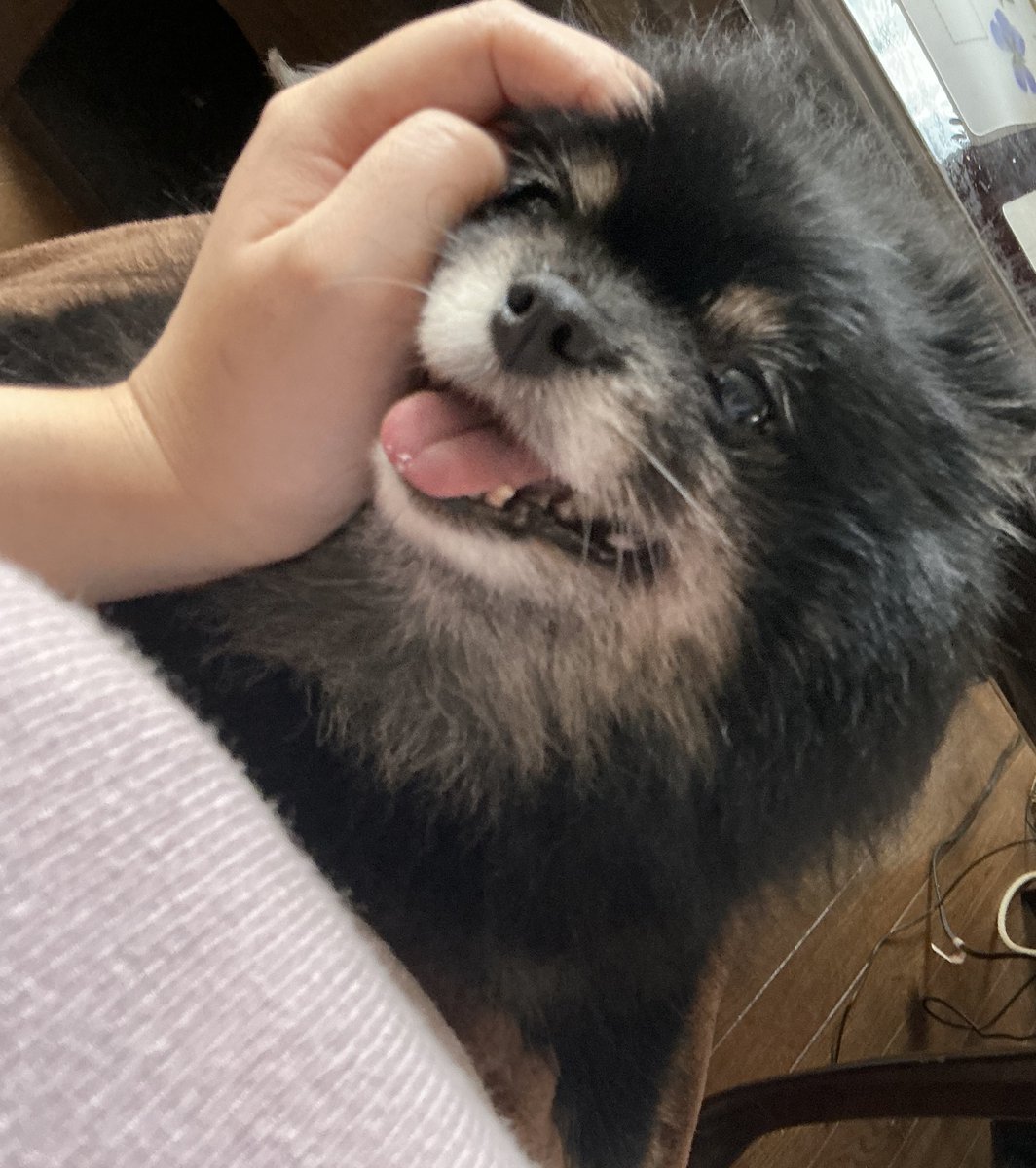 めめこ犬 (@szm8v8) on X