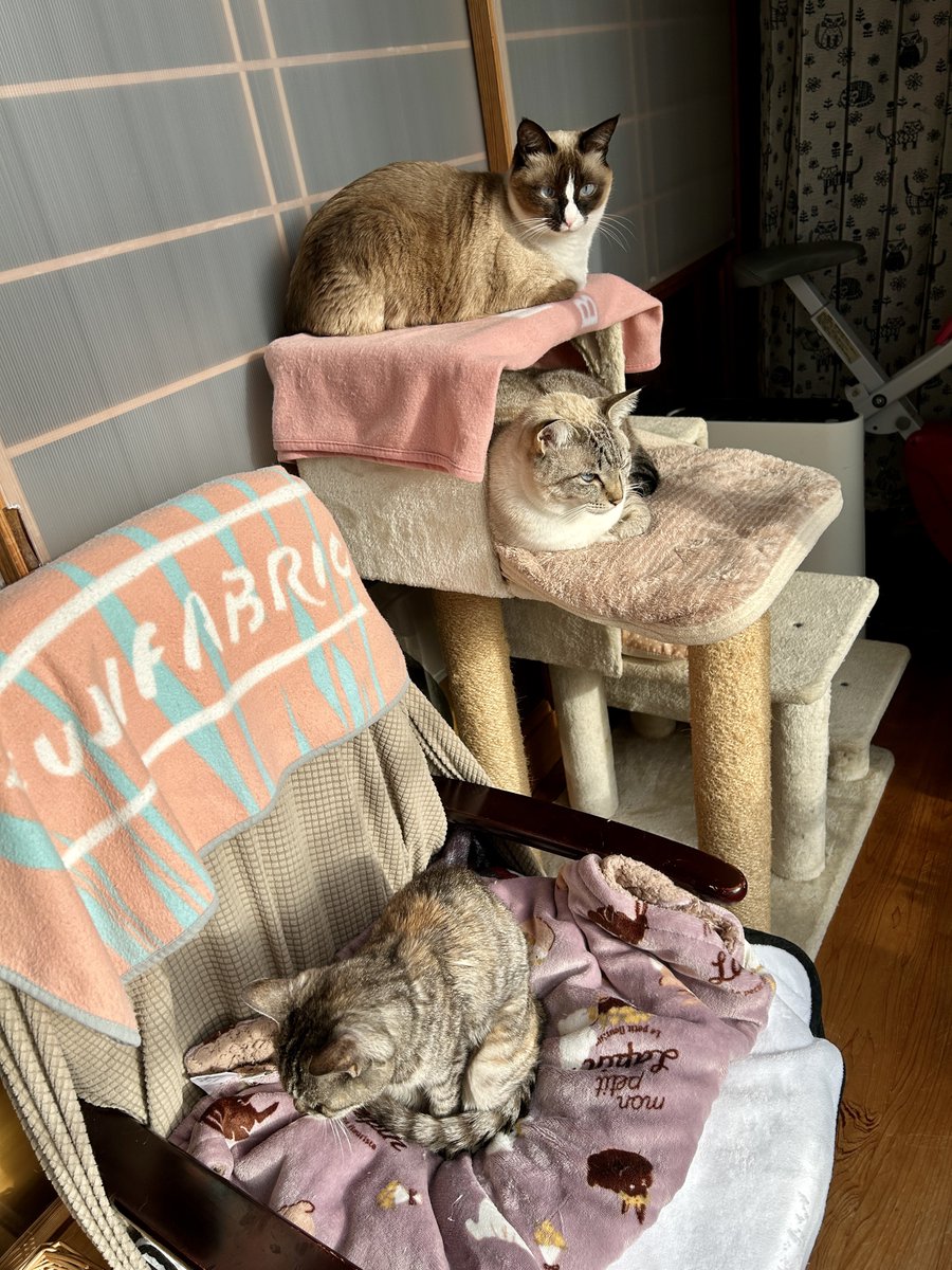 ネコ好き RT @jd_0805c: 今朝のまったり空間 #猫好きさんと繋がりたい