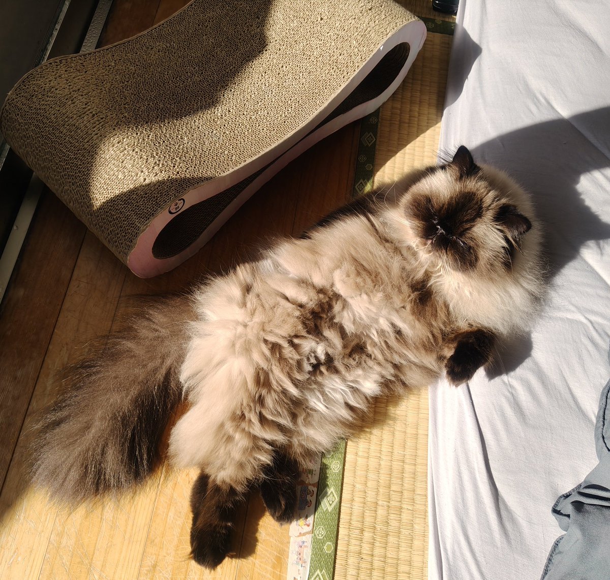 むぎ (@Mugi_is_No1) / Posts / X