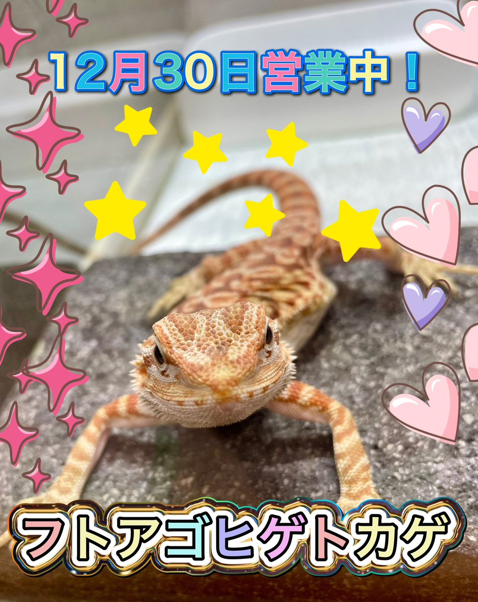 爬虫類チャンネル(アニマルダイヤリーズ) (@tokage_lizard17) • Instagram photos and videos, image size:953x1200