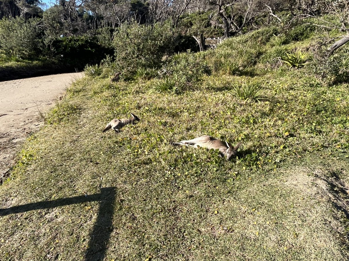 David Russell tweet media