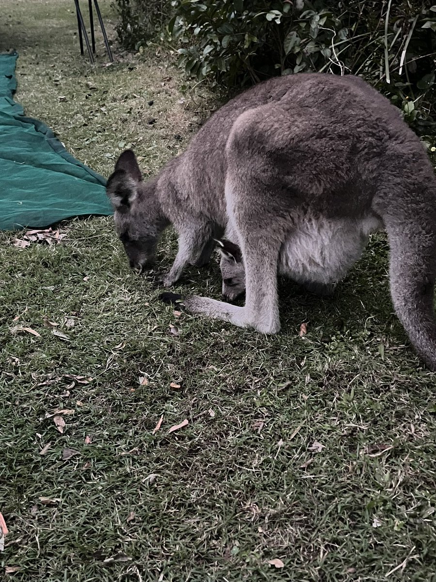 David Russell tweet media