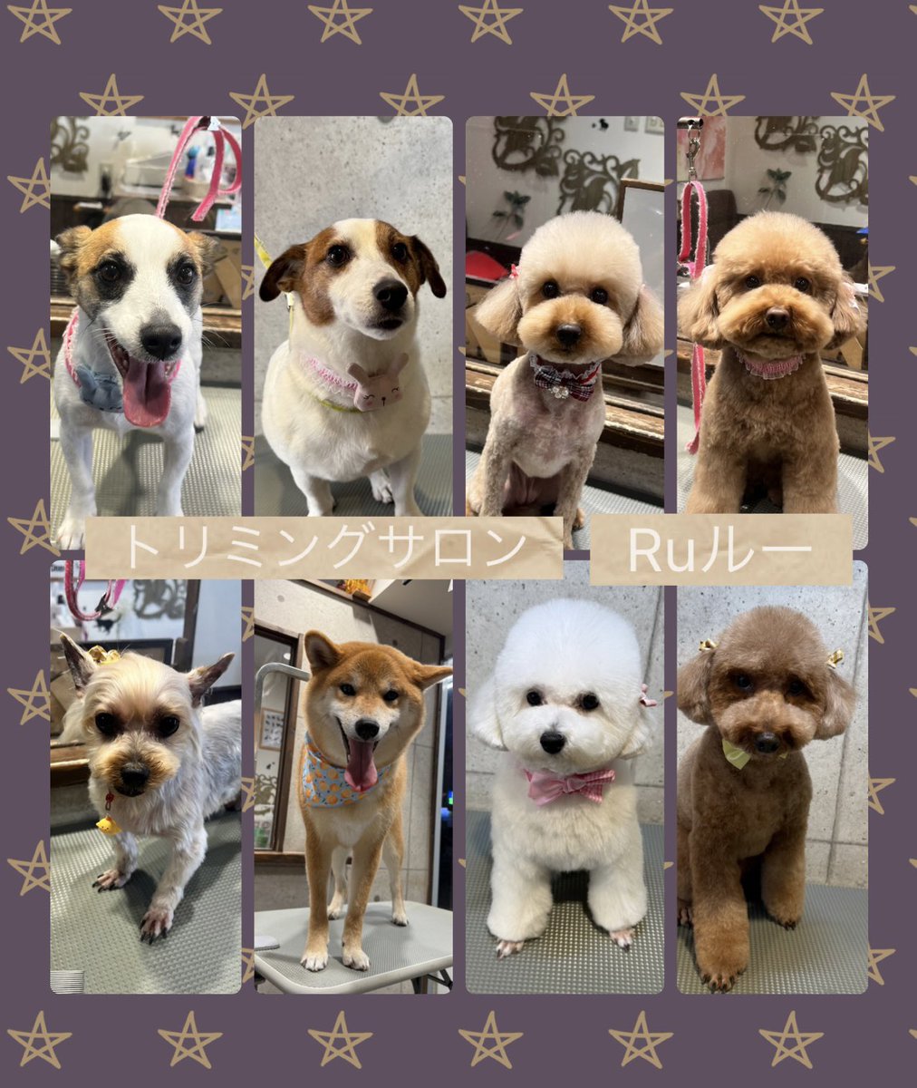 ♡ジャックラッセルテリアのブルーくん＆アンリちゃん
♡トイプードルのめいちゃん
♡トイプードルのももちゃん
♡ヨークシャーテリアのそらちゃん
♡柴犬のれんくん
♡トイプードルのみるちゃん＆つゆちゃん
です（╹◡╹）
.
.
.

いつもありがとうございます♡