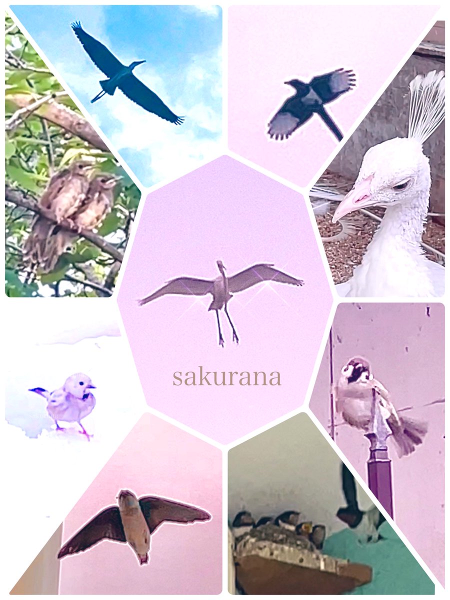 今年も沢山の鳥天使達🪽に出会えて、幸せでした☺️ 彼等は、とても
