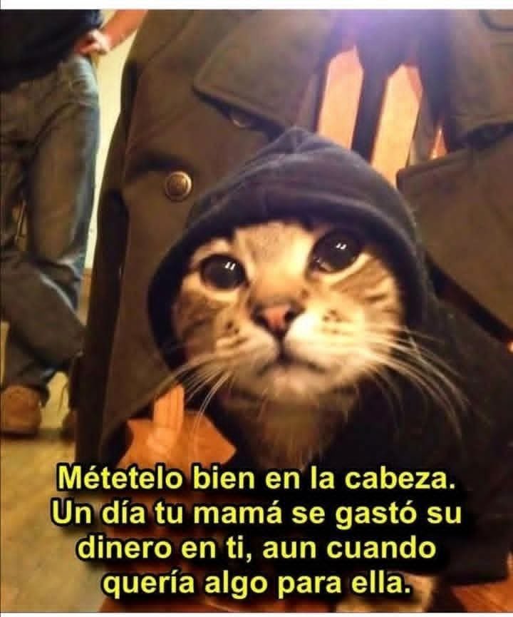 DiloConGatitoz's tweet image. 