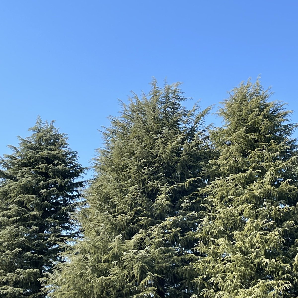 Mericansuck's tweet image. ザク出てこねぇかなぁ