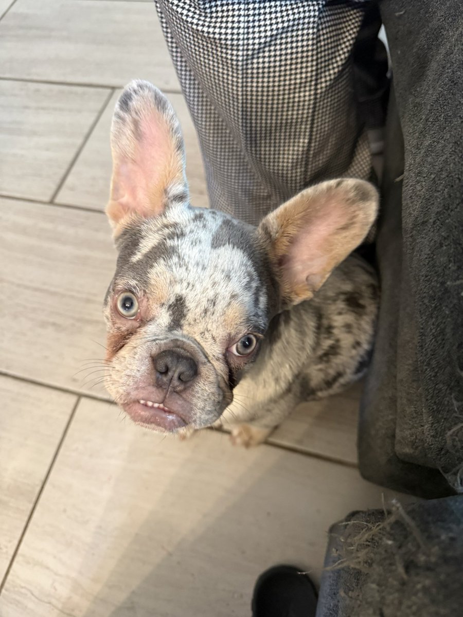 denicegarz's tweet photo. this dog is… special… https://t.co/fmsmpbSs59