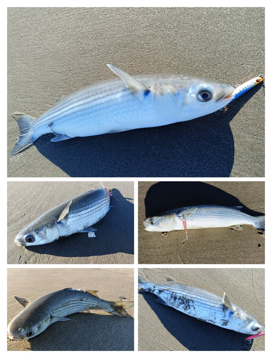 朝練#58終了。
快晴、弱い追風、鳥無し。年末激込みサーフ。ボラが接岸して１０９１モードで釣り納め😅また来年🎣