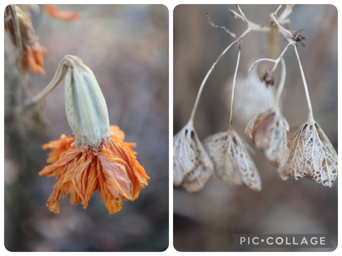 kinokdk's tweet image. 12/30(火)、おはようございます
年の瀬とは思えない陽気ですね！

花々はしおれてしまっておりますが、来年にはまた元気な姿が見れるはずです☺️

冬の花もありますし！
元気だしていきたいです！