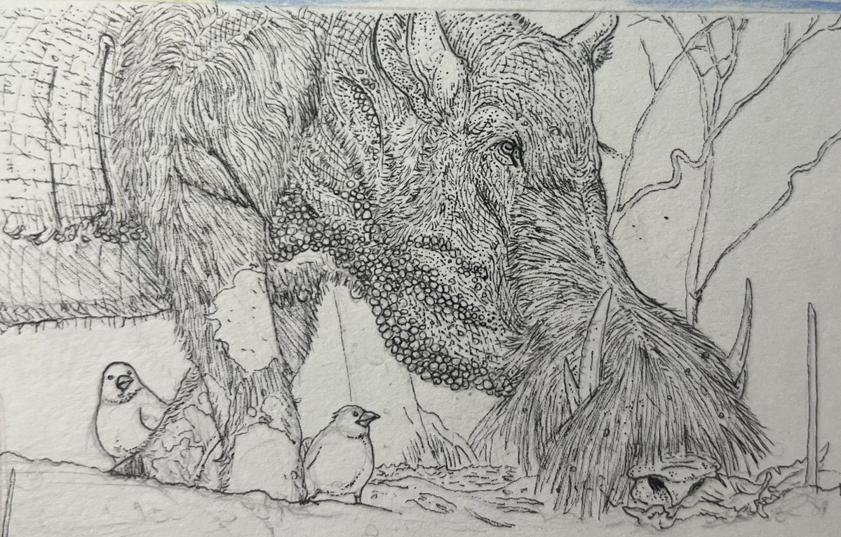 Thespeculator21's tweet image. Rooting around in the underbrush can bring about many parasites. However for theses pigs of east Asia, encouraging them to gather in harmless pockets in the skin let predators know the company that comes with hunting them.