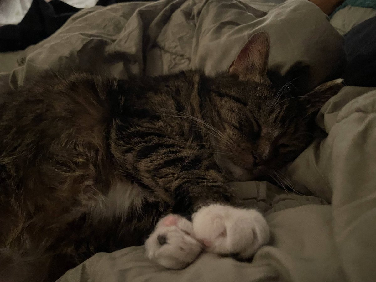 vampireroan's tweet image. my baby